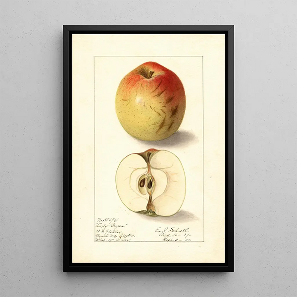 Malus domestica Lady Bryan - Ellen Isham Schutt — quadro incorniciato alla parete