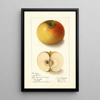Ellen Isham Schutt - Malus domestica Landsberg.webp