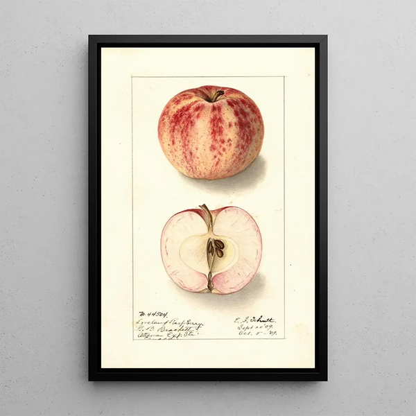 Malus domestica Liveland Raspberry - Ellen Isham Schutt — quadro incorniciato alla parete