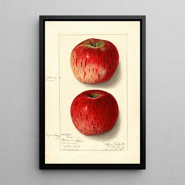 Malus domestica Missouri Pippin - Ellen Isham Schutt — quadro incorniciato alla parete