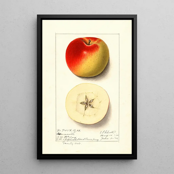 Malus domestica Monmouth - Ellen Isham Schutt — quadro incorniciato alla parete