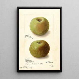 Ellen Isham Schutt - Malus domestica Rhode Island Greening.webp