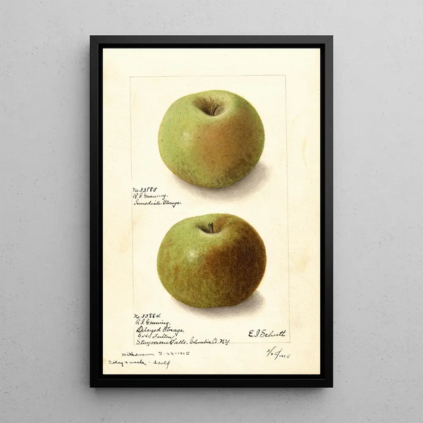 Ellen Isham Schutt - Malus domestica Rhode Island Greening.webp