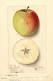 Malus domestica Rome Beauty - Ellen Isham Schutt — Ansicht des Kunstwerks