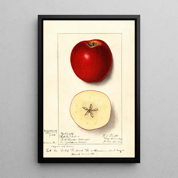Malus domestica Spitz Esopus - Ellen Isham Schutt — quadro incorniciato alla parete