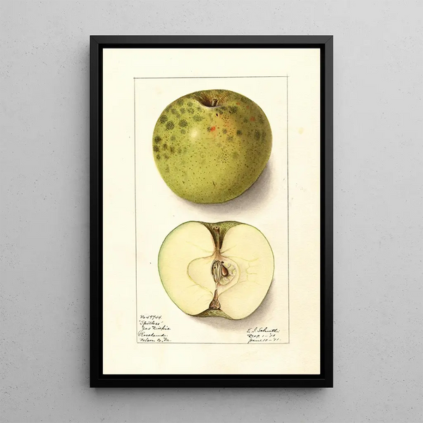 Malus domestica Spotless - Ellen Isham Schutt — quadro incorniciato alla parete