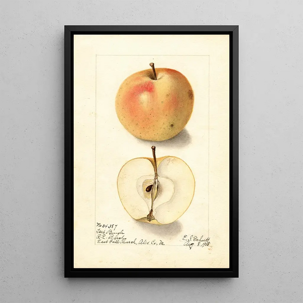 Malus domestica Tart Bough - Ellen Isham Schutt — quadro incorniciato alla parete