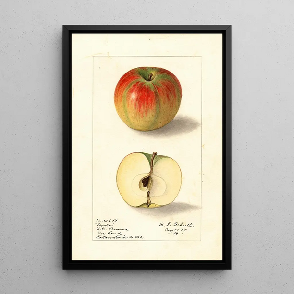 Malus domestica Texala - Ellen Isham Schutt — quadro incorniciato alla parete