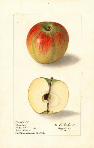 Ellen Isham Schutt - Malus domestica Texala.webp