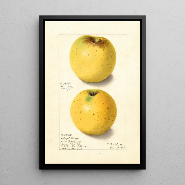 Malus domestica Yellow Bellflower - Ellen Isham Schutt — quadro incorniciato alla parete