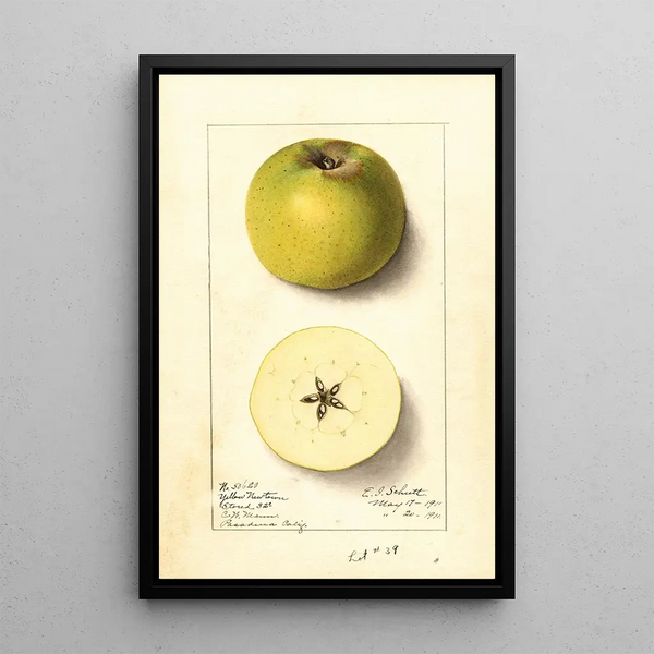 Malus domestica Yellow Newtown - Ellen Isham Schutt — quadro incorniciato alla parete