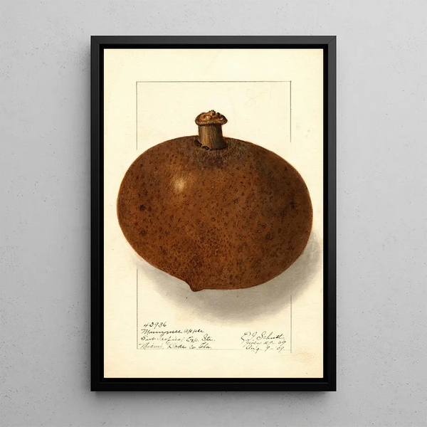 Mammea americana - Ellen Isham Schutt — quadro incorniciato alla parete