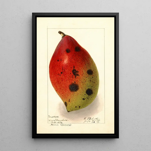 Mangifera indica Ameeri Amiri - Ellen Isham Schutt — quadro incorniciato alla parete