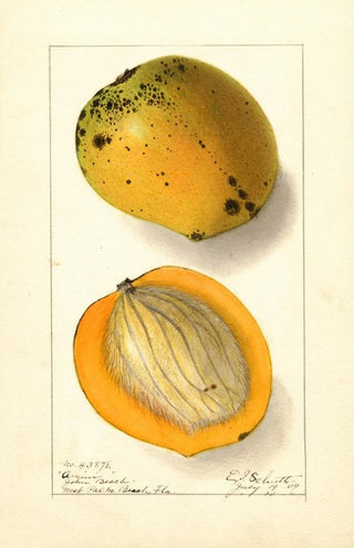 Ellen Isham Schutt - Mangifera indica Amiri.webp