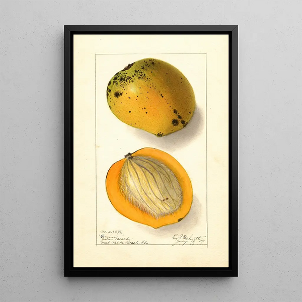 Mangifera indica Amiri - Ellen Isham Schutt — quadro incorniciato alla parete