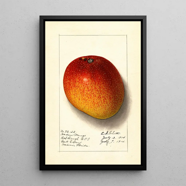 Mangifera indica Haden - Ellen Isham Schutt — quadro incorniciato alla parete