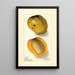 Mangifera indica Rajia - Ellen Isham Schutt — gerahmtes Bild an der Wand
