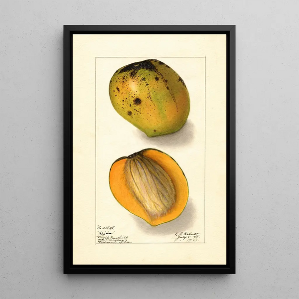 Mangifera indica Rajia - Ellen Isham Schutt — quadro incorniciato alla parete