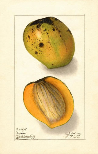 Ellen Isham Schutt - Mangifera indica Rajia.webp