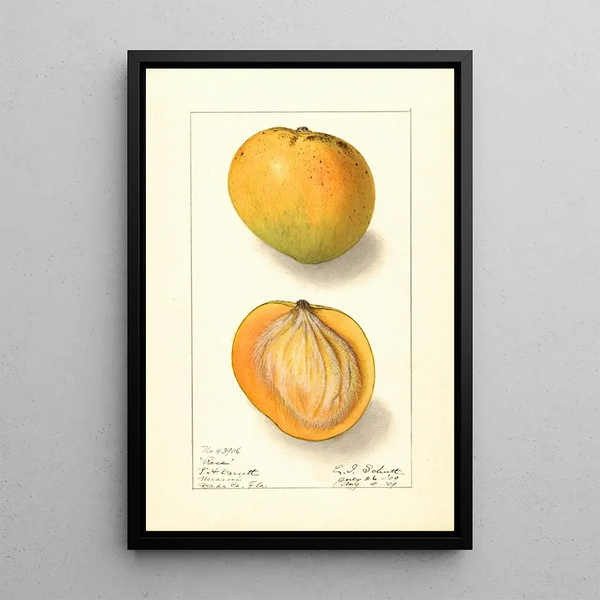 Mangifera indica Rose - Ellen Isham Schutt — quadro incorniciato alla parete