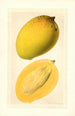Mangifera indica Totafarice - Ellen Isham Schutt — Ansicht des Kunstwerks
