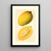Mangifera indica Totafarice - Ellen Isham Schutt — gerahmtes Bild an der Wand