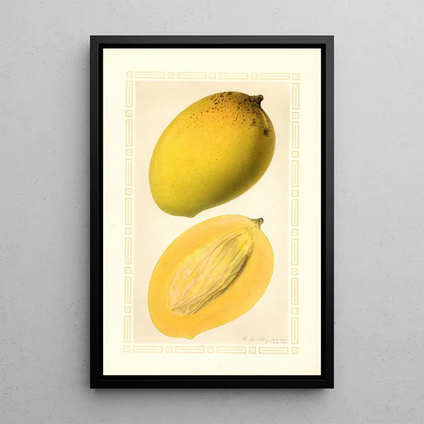 Mangifera indica Totafarice - Ellen Isham Schutt — quadro incorniciato alla parete