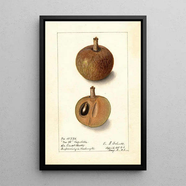 Manilkara zapota No - Ellen Isham Schutt — quadro incorniciato alla parete