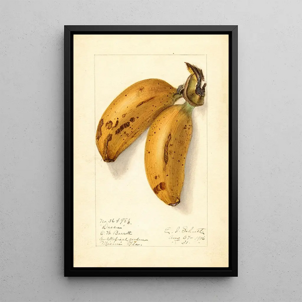 Musa Dacca - Ellen Isham Schutt — quadro incorniciato alla parete