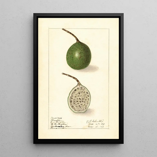 Passiflora - Ellen Isham Schutt — quadro incorniciato alla parete