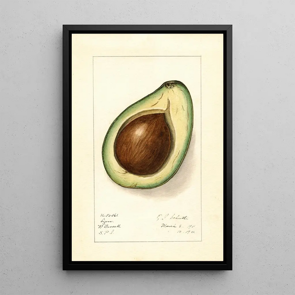 Persea Lyon - Ellen Isham Schutt — quadro incorniciato alla parete