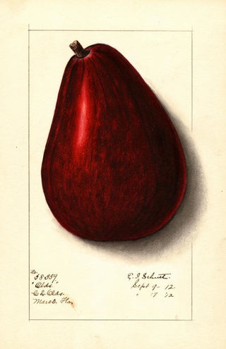 Ellen Isham Schutt - Persea Olds.webp