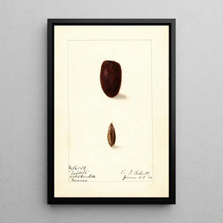 Ellen Isham Schutt - Phoenix dactylifera Tafilalt.webp