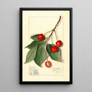 Ellen Isham Schutt - Prunus avium Govenor Wood.webp