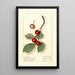 Prunus avium Spate Amarelle - Ellen Isham Schutt — quadro incorniciato alla parete