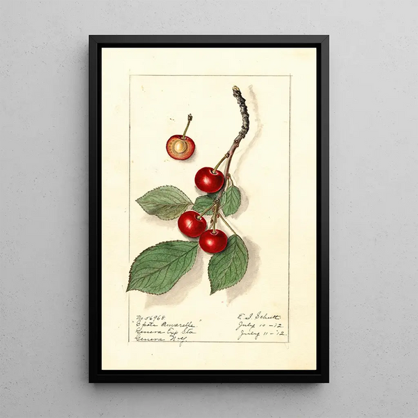 Prunus avium Spate Amarelle - Ellen Isham Schutt — quadro incorniciato alla parete