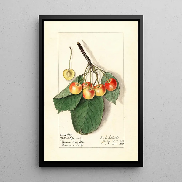 Prunus avium Yellow Spanish - Ellen Isham Schutt — quadro incorniciato alla parete