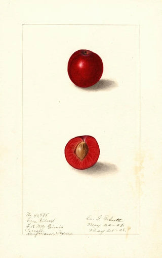 Ellen Isham Schutt - Prunus domestica Free Silver.webp