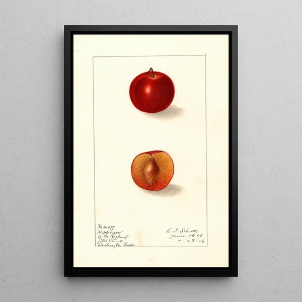 Prunus domestica Happiness - Ellen Isham Schutt — quadro incorniciato alla parete