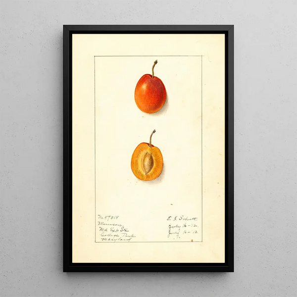 Prunus domestica Munson - Ellen Isham Schutt — quadro incorniciato alla parete