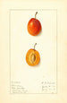 Prunus domestica Munson - Ellen Isham Schutt — vista dell’opera