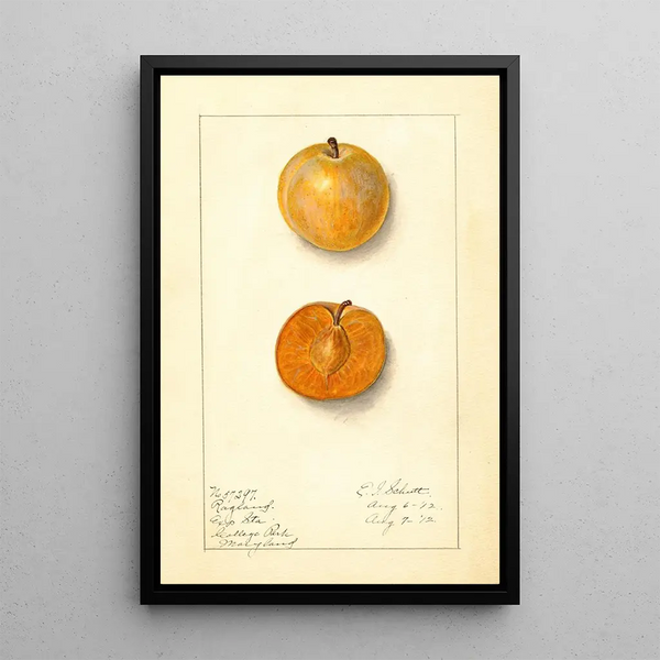 Prunus domestica Ragland - Ellen Isham Schutt — quadro incorniciato alla parete
