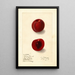 Prunus domestica Rutland Plumcot - Ellen Isham Schutt — quadro incorniciato alla parete