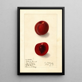 Ellen Isham Schutt - Prunus domestica Rutland Plumcot.webp