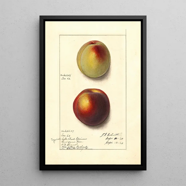Ellen Isham Schutt - Prunus persica.webp