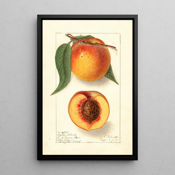Ellen Isham Schutt - Prunus persica Highland Beauty.webp