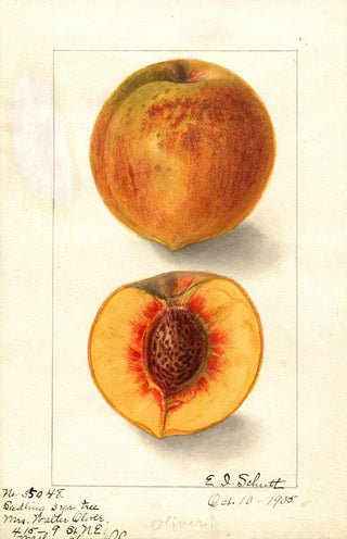 Ellen Isham Schutt - Prunus persica Oliver.webp