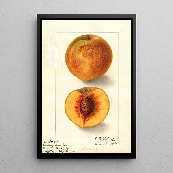 Ellen Isham Schutt - Prunus persica Oliver.webp