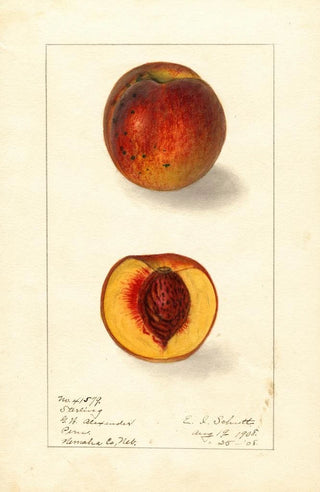Ellen Isham Schutt - Prunus persica Sterling.webp