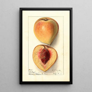 Ellen Isham Schutt - Prunus persica Texan.webp